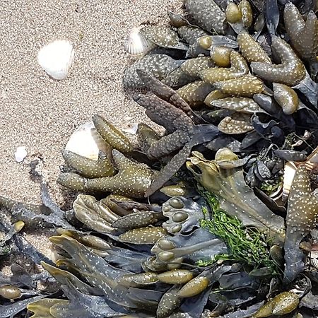 Haus Am Meer Eckwarden Butjadingen Bagian luar foto