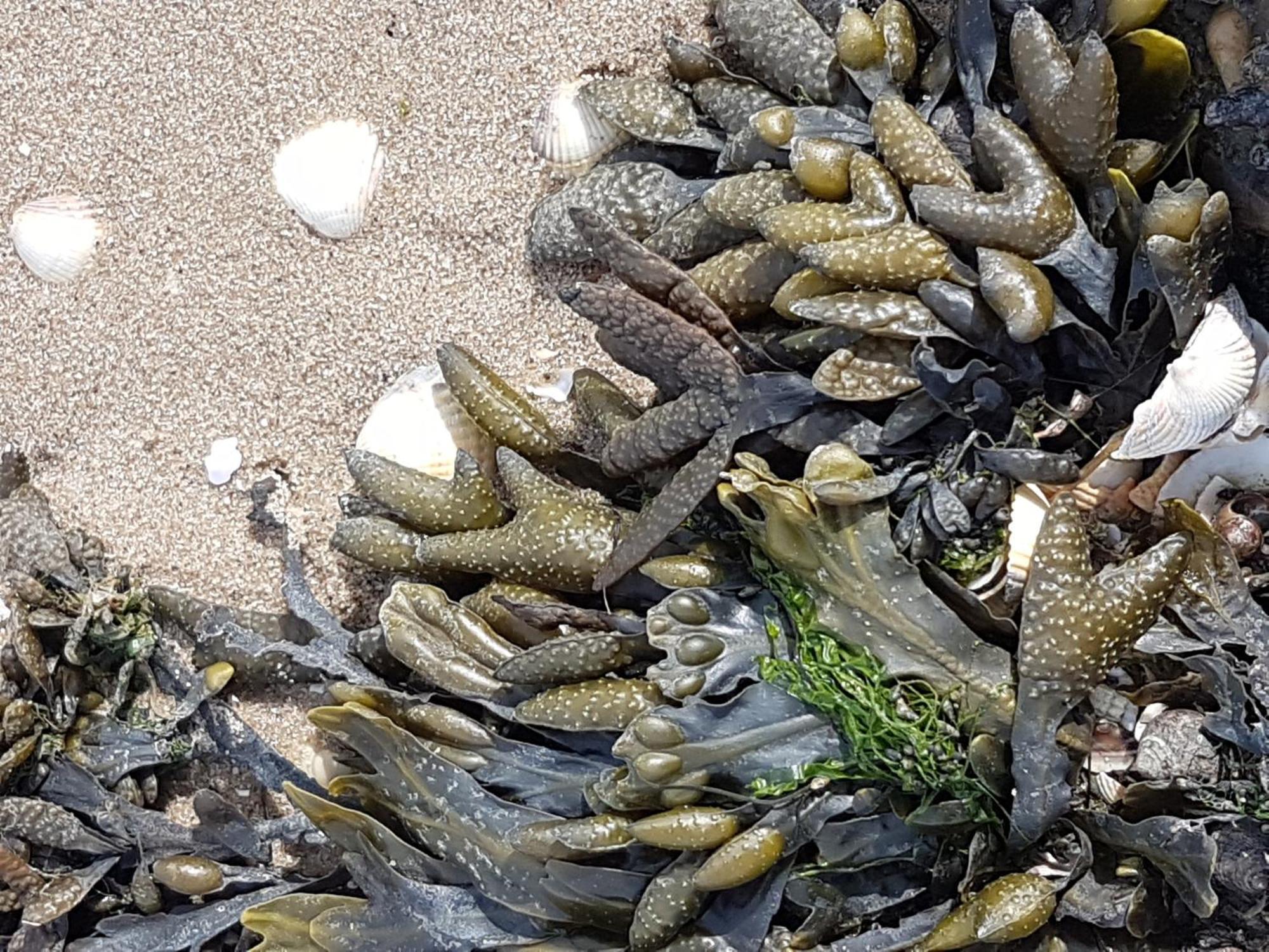 Haus Am Meer Eckwarden Butjadingen Bagian luar foto